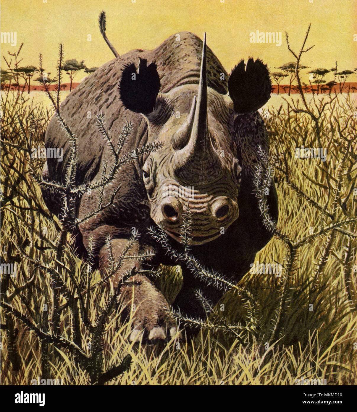 Wild carica di Rhino Foto Stock