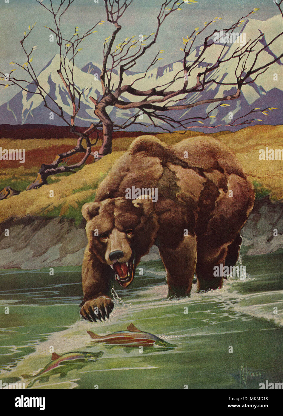 Orso grizzly la pesca Foto Stock