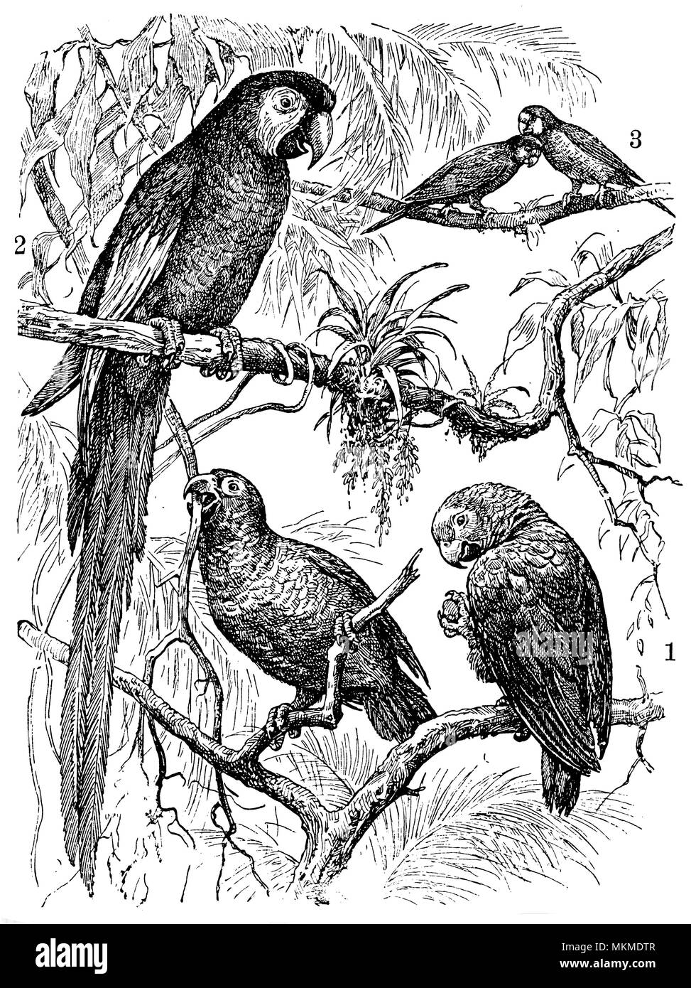 Amazon, pappagalli macaw, Parrotlet, anonym Foto Stock
