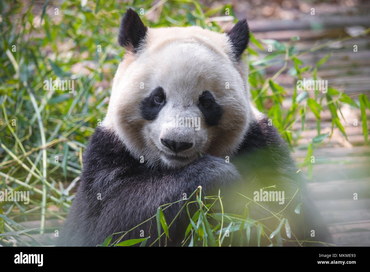 Ritratto di un panda gigante di mangiare il bambù . . Foto Stock