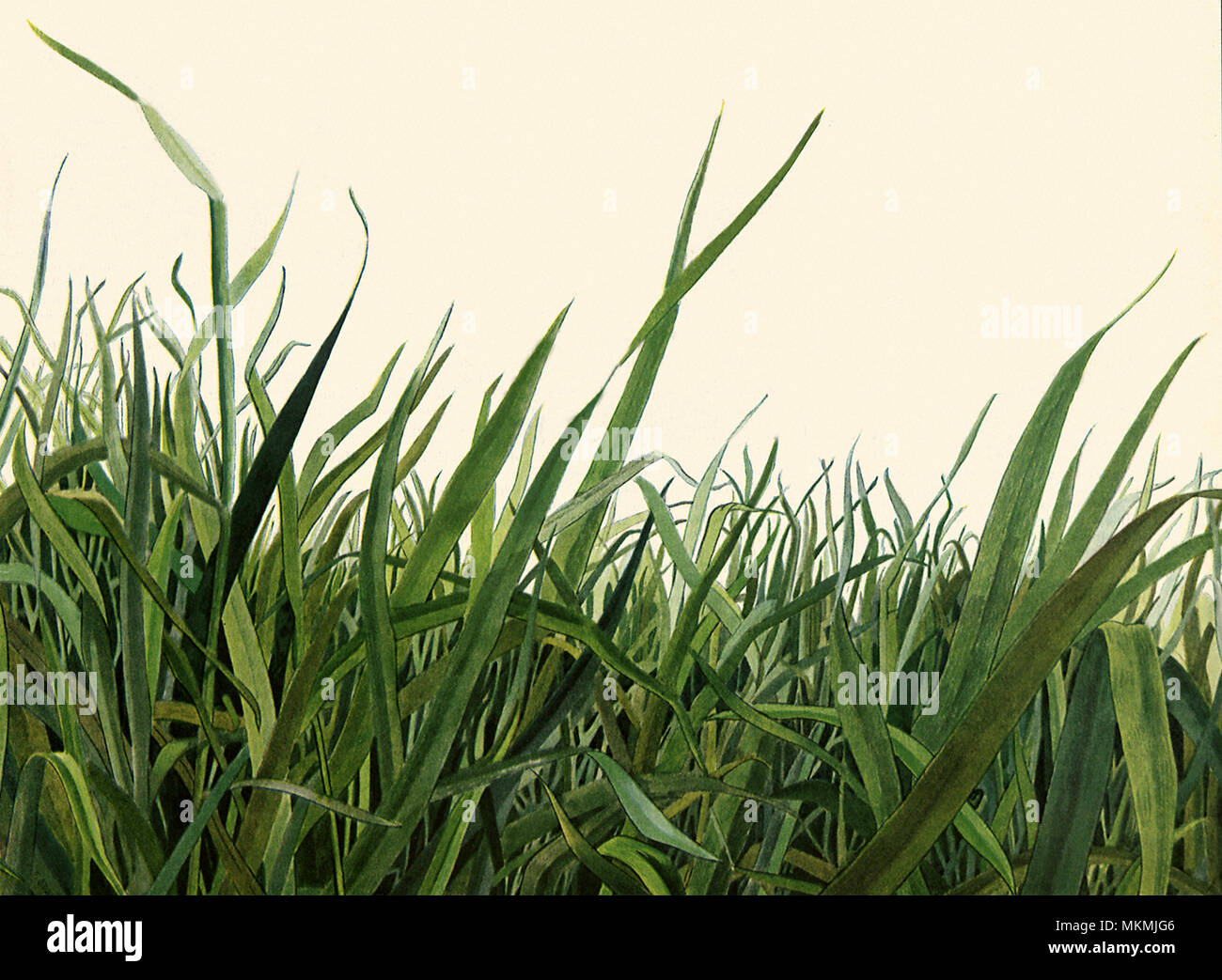 Lamierine di erba Foto Stock