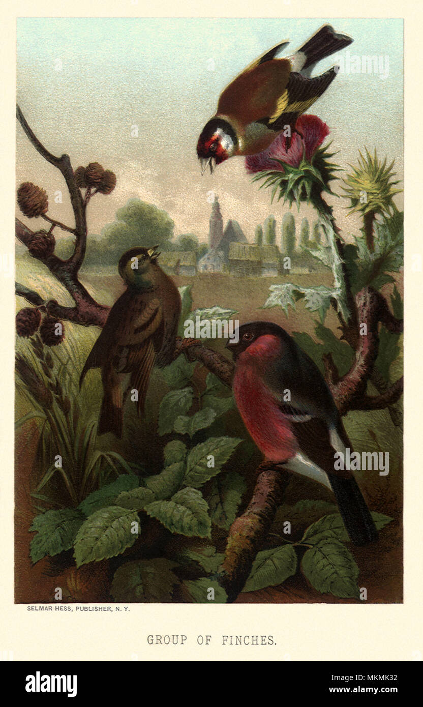 Tre fringuelli Foto Stock