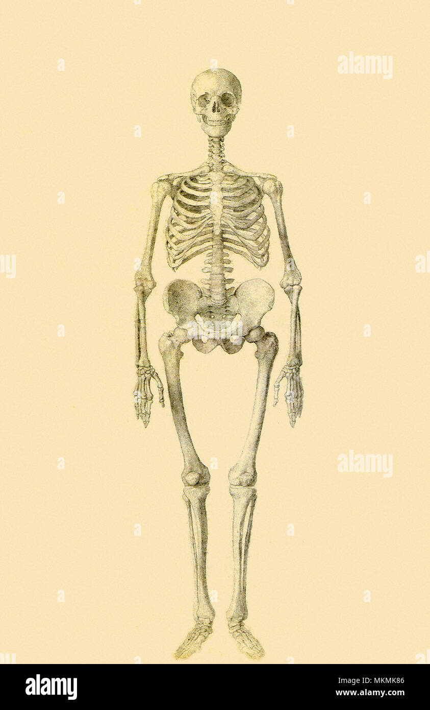 Scheletro umano Foto Stock