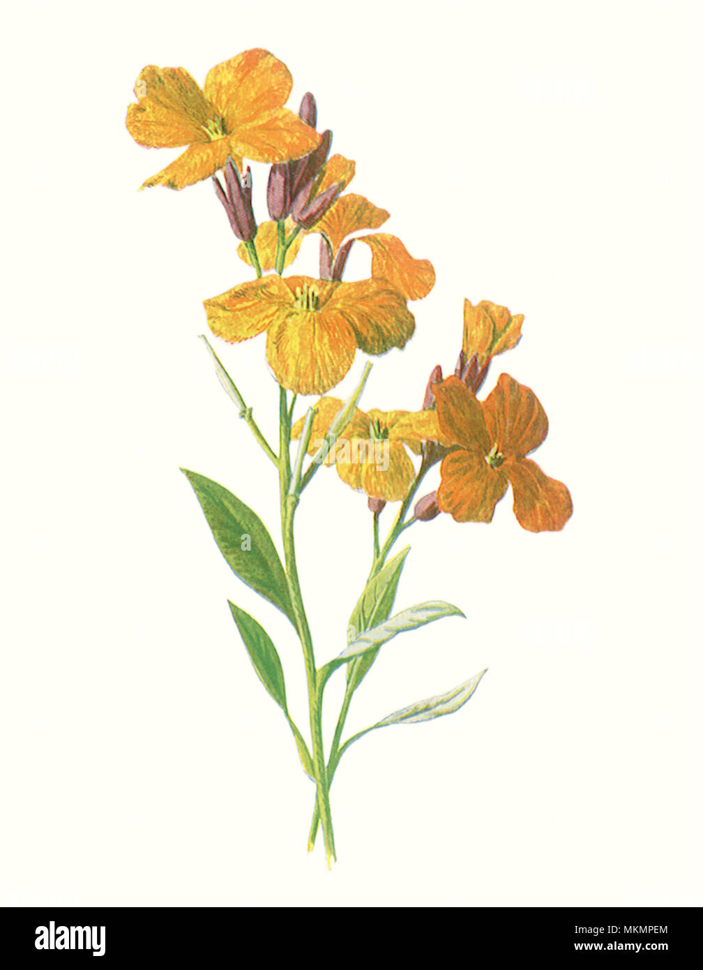 Wallflower Foto Stock