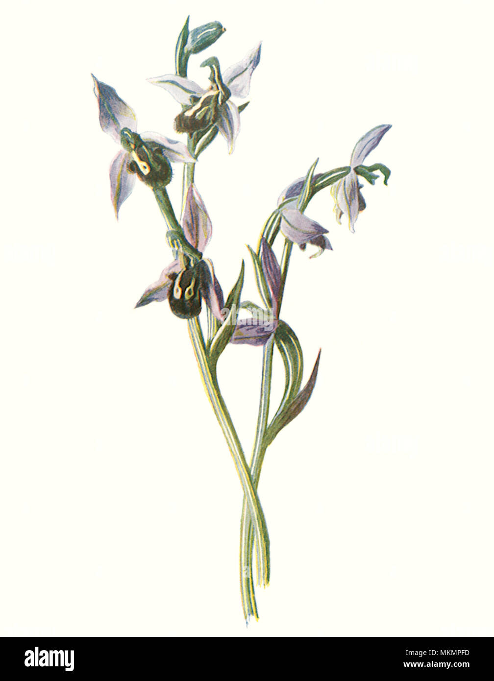 Orchis ape Foto Stock