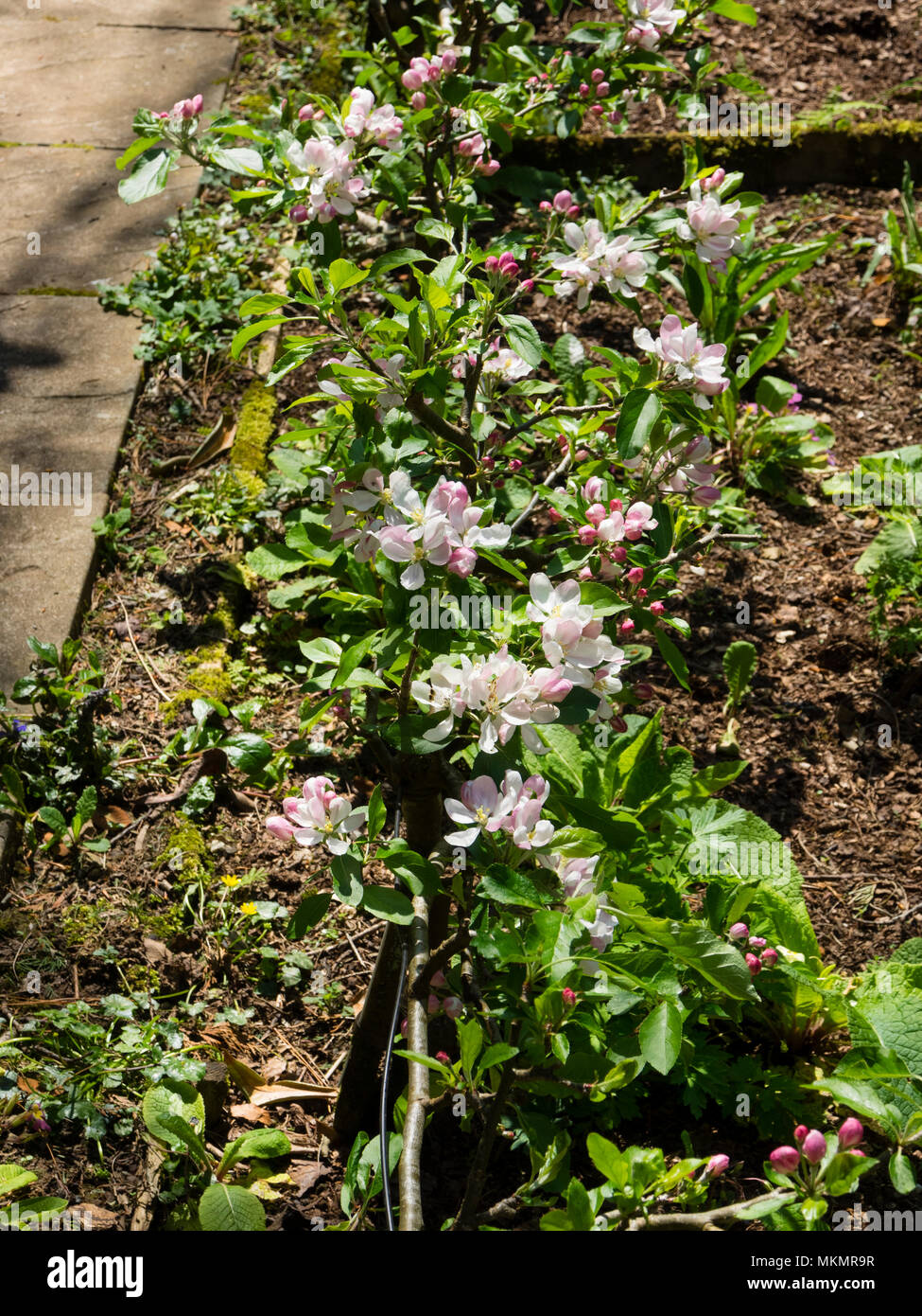 Rosa e Bianco molla Apple Blossom del patrimonio varietà (Cornovaglia 1800), Malus 'Cornish Gillyflower', addestrato come un singolo passo di cordon sulla frutta Foto Stock