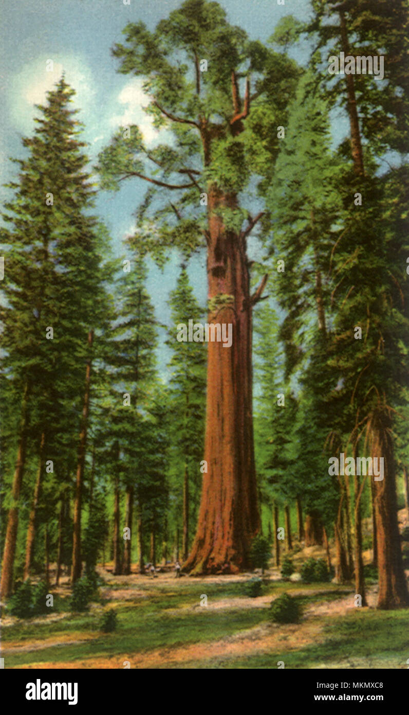 General Sherman Tree, Sequoia National Park Foto Stock