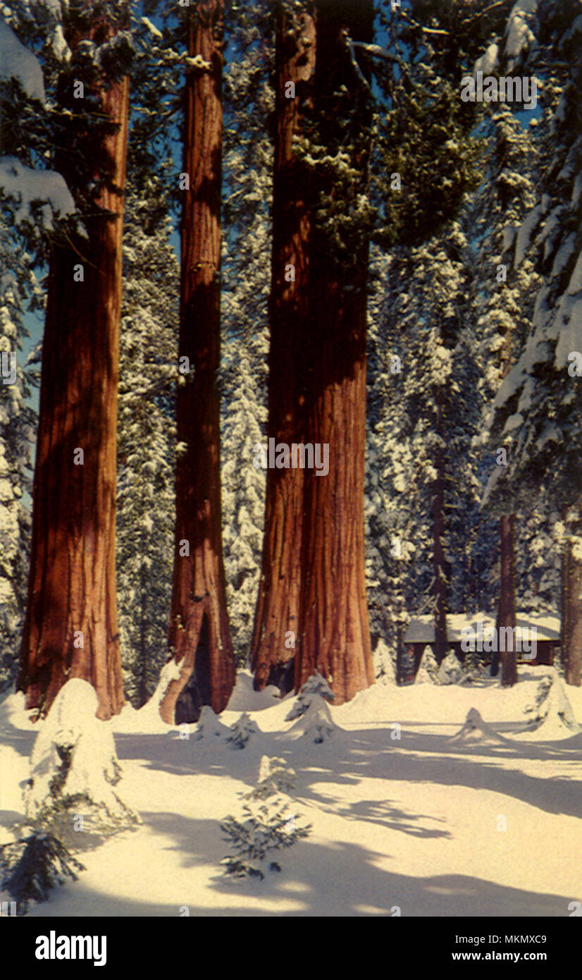 Redwoods nella neve Foto Stock