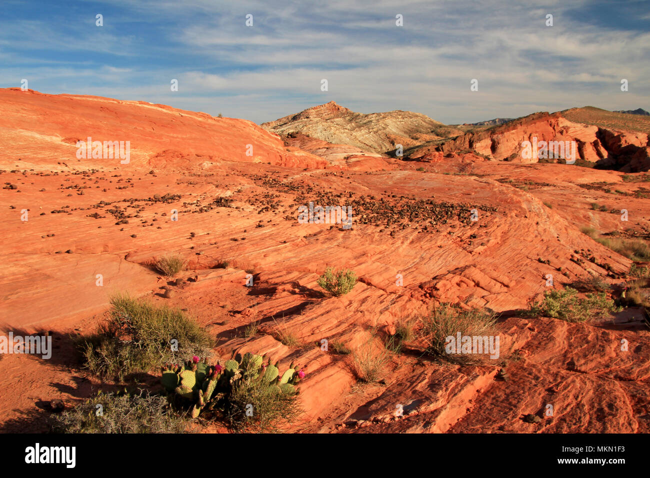 Striping su rocce Crazy Hill in rosa Canyon, vicino a fuoco onda al tramonto, la Valle del Fuoco State Park, STATI UNITI D'AMERICA Foto Stock