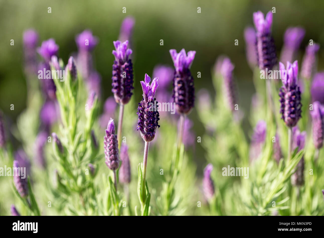 Close up francese di Lavanda, Lavandula stoechas, crescendo in un vivaio di erbe con profondità di campo Foto Stock