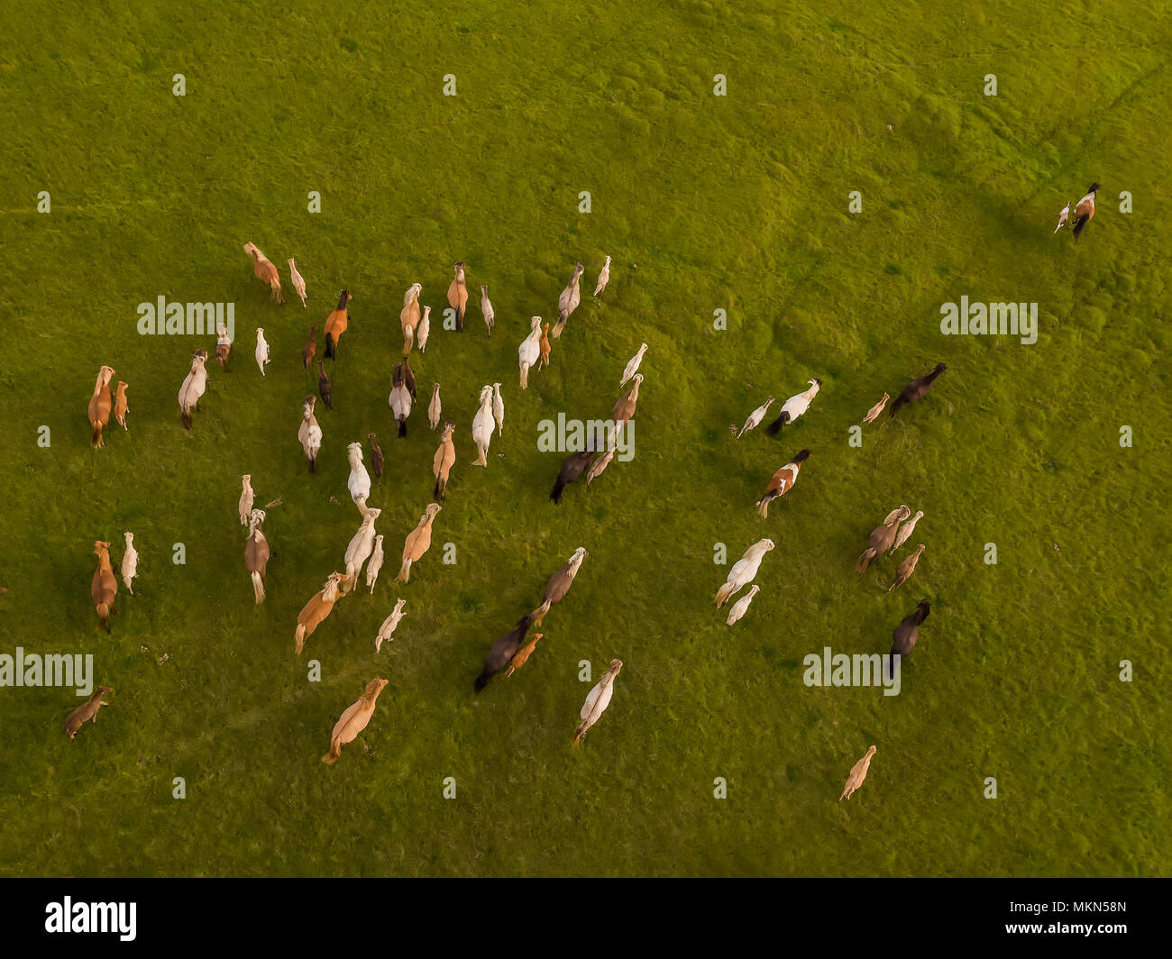 Vista superiore di cavalli in esecuzione, Islanda. Questa immagine viene girato utilizzando un drone. Foto Stock