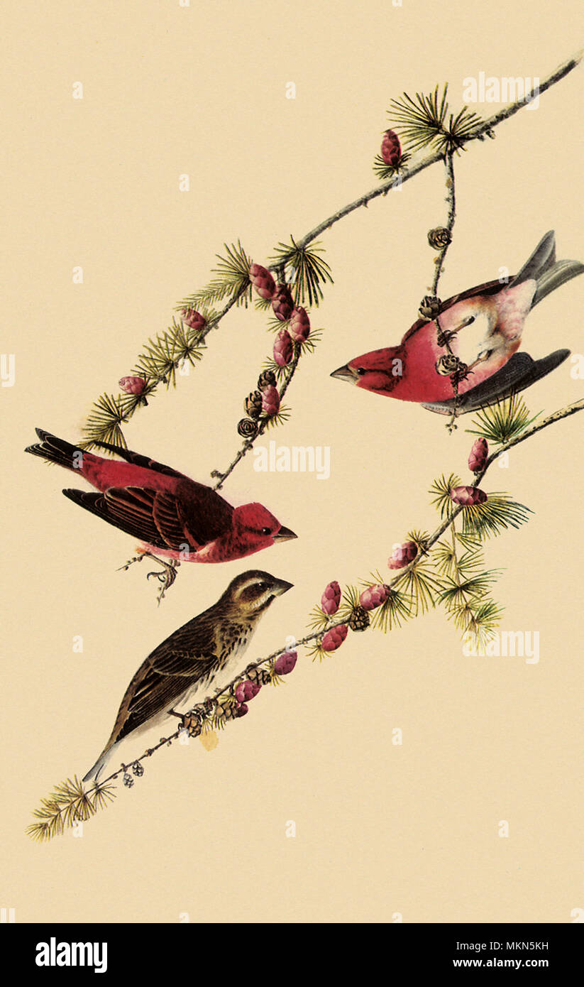 Viola fringuelli Foto Stock