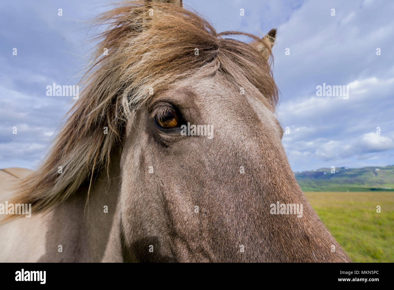 Close-up del cavallo islandese, Islanda Foto Stock