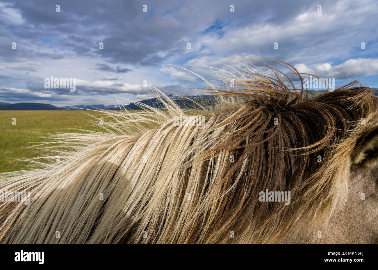 La criniera del cavallo islandese, Islanda Foto Stock