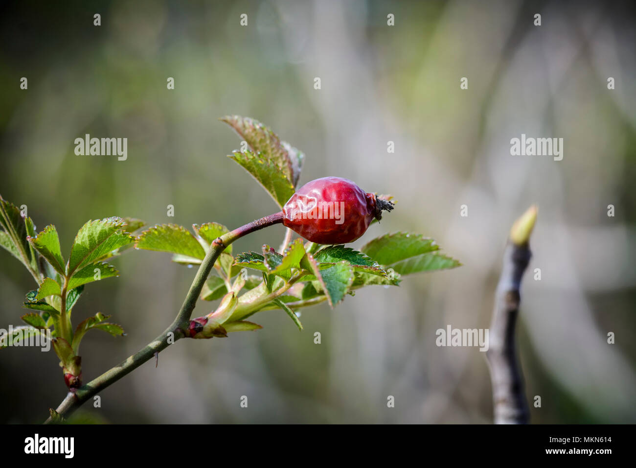 Vecchio Hedge rose Frutta con nuove foglie contro lo sfondo sfocato Foto Stock