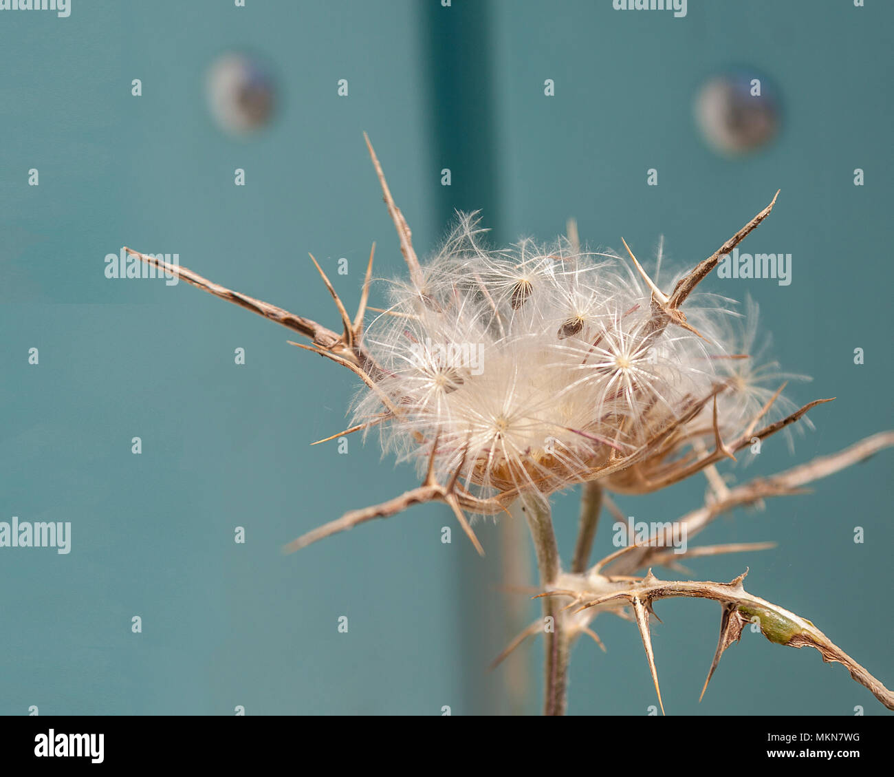 Western salsefrica (Tragopogon dubius Scop., Asteraceae) wishie. Gate turchese in background.. Immagine di stock Foto Stock