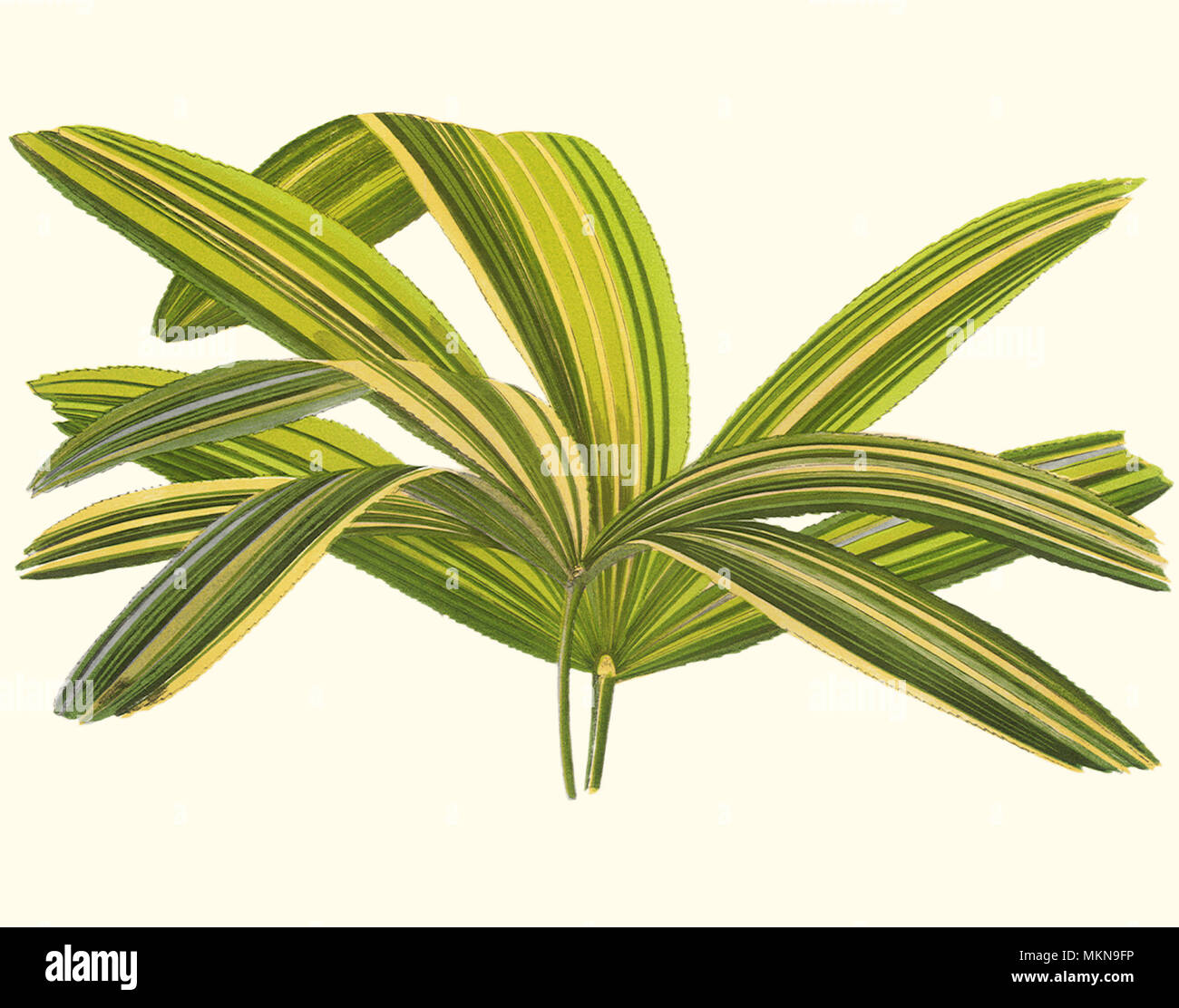 Ago Fan-Shaped Palm Foto Stock