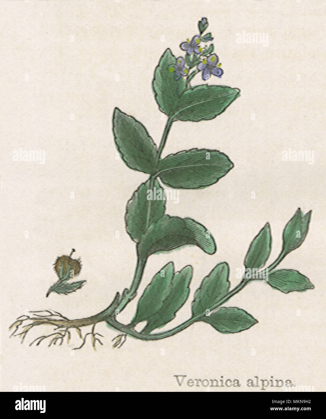 Speedwell alpino Foto Stock