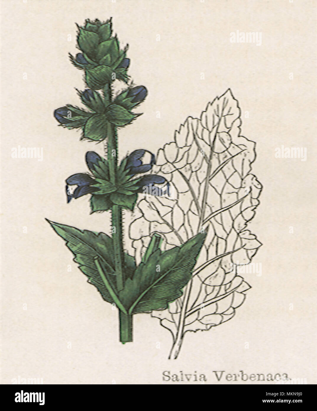 Wild inglese Clary Foto Stock