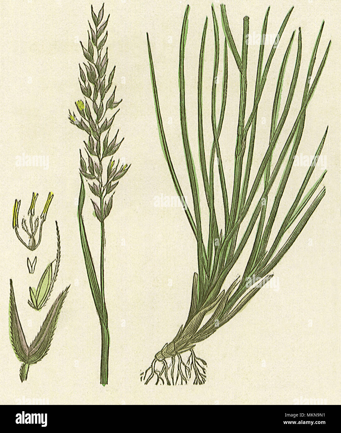 Erba Bristle-Leaved Foto Stock