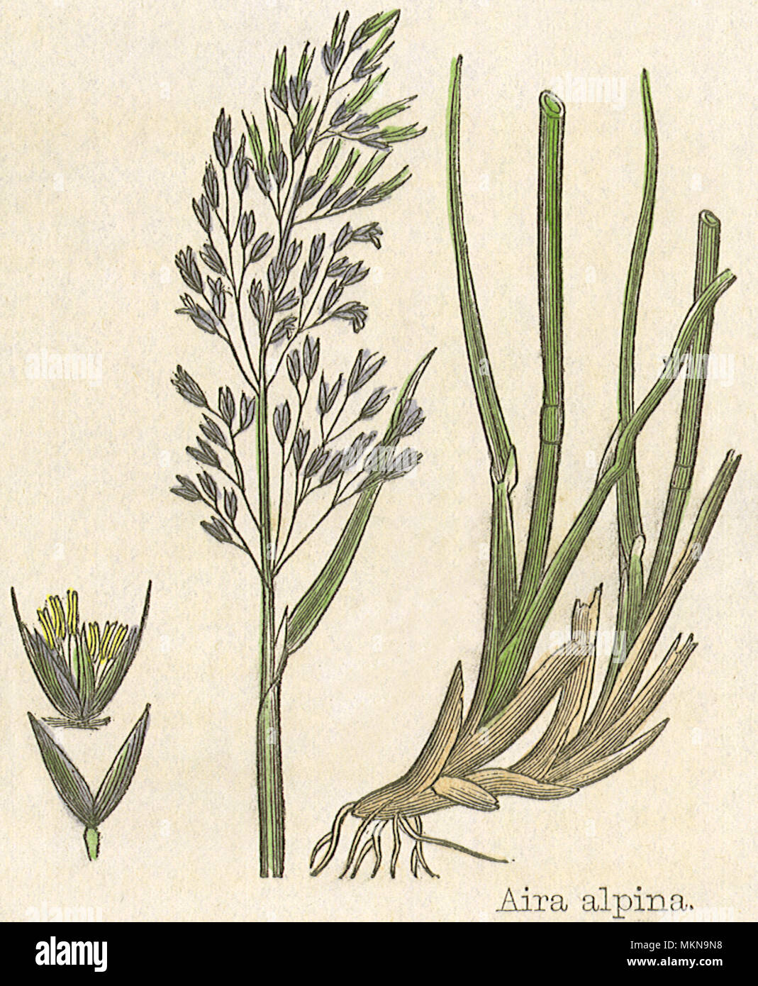 Hair-Grass alpino Foto Stock