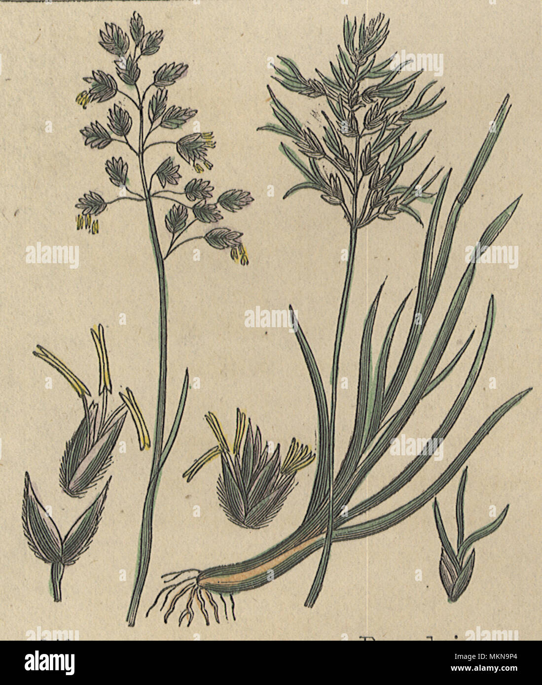 Meadow-Grass alpino Foto Stock