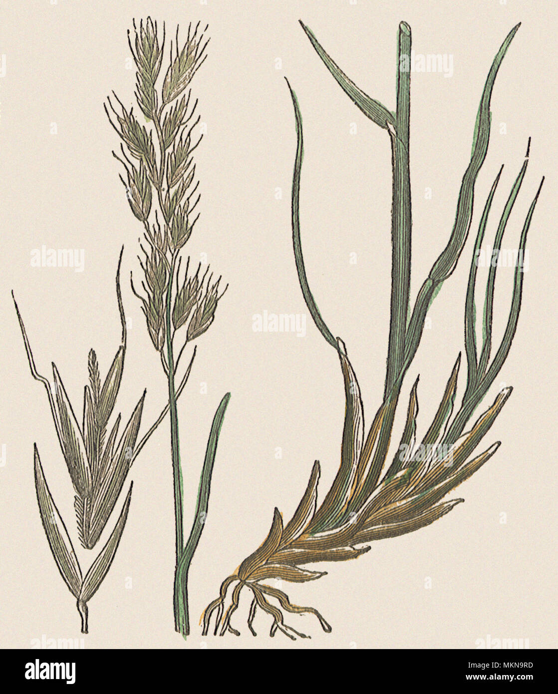 Narrow-Leaved Oat-Grass Foto Stock