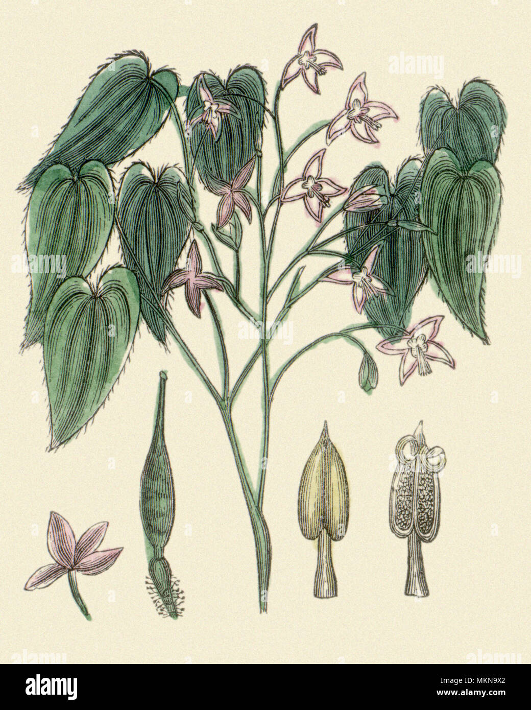 Barrenwort alpino Foto Stock