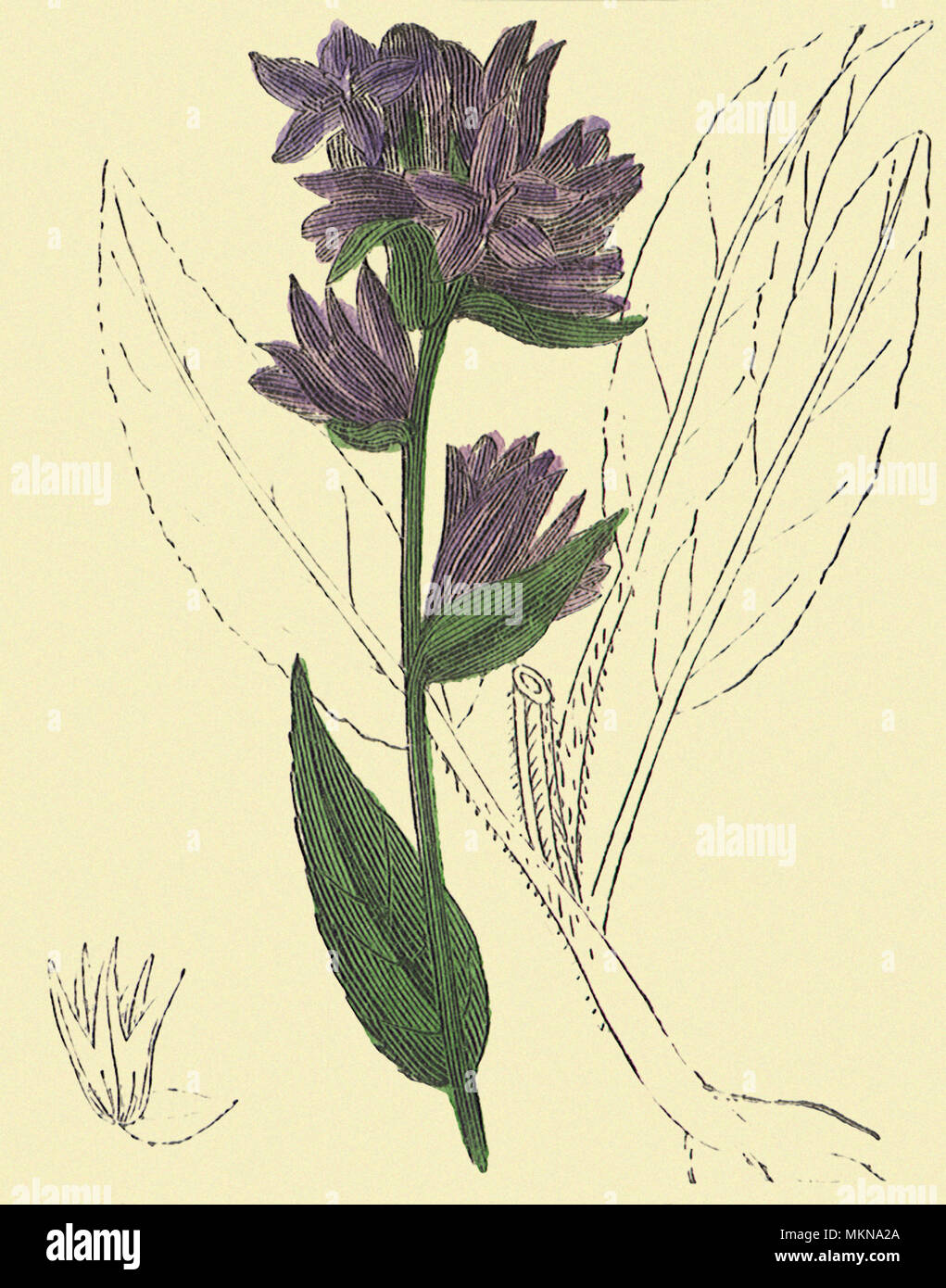 Clustered Bell-Flower Foto Stock