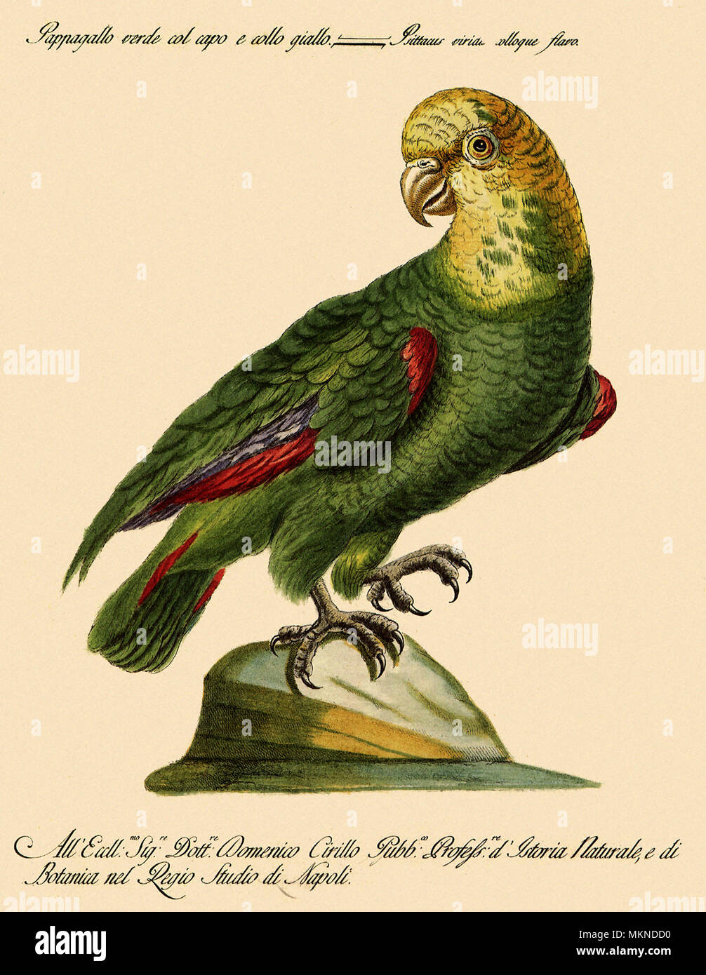 Pappagallo verde con giallo della testa e del collo Foto Stock