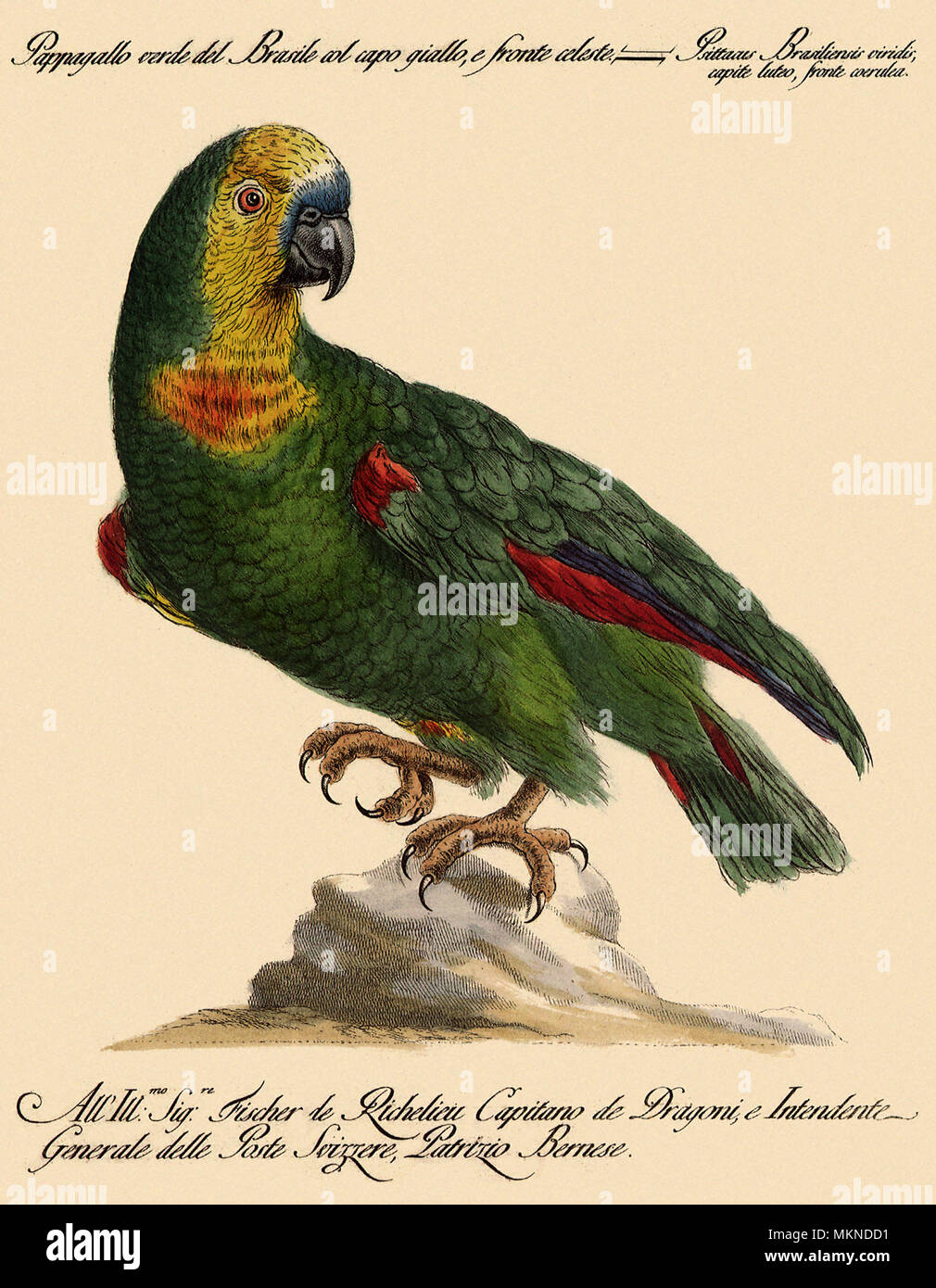 Verde pappagallo brasiliano con una testina del giallo Foto Stock