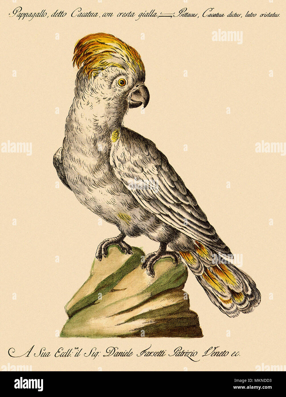 Cockatoo con una cresta rossa Foto Stock