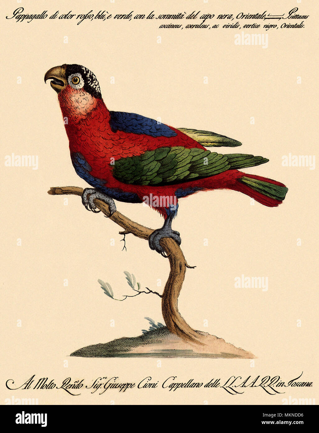 Rosso, blu e il pappagallo verde con una testa nera Foto Stock