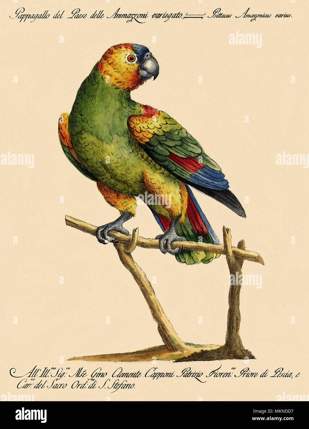 Multi-Colored Parrot da Amazon Foto Stock