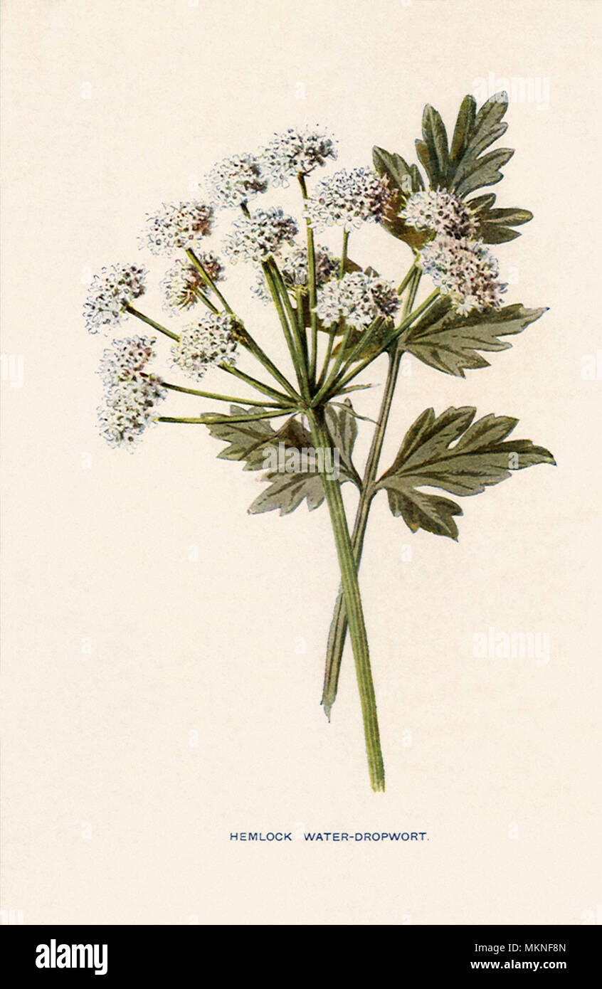 La cicuta acqua Dropwort, OEnanthe crocata Foto Stock