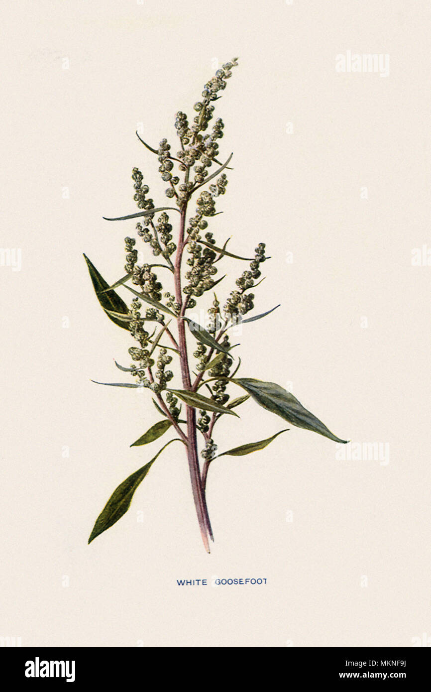 Bianco, Goosefoot Chenopodium album Foto Stock