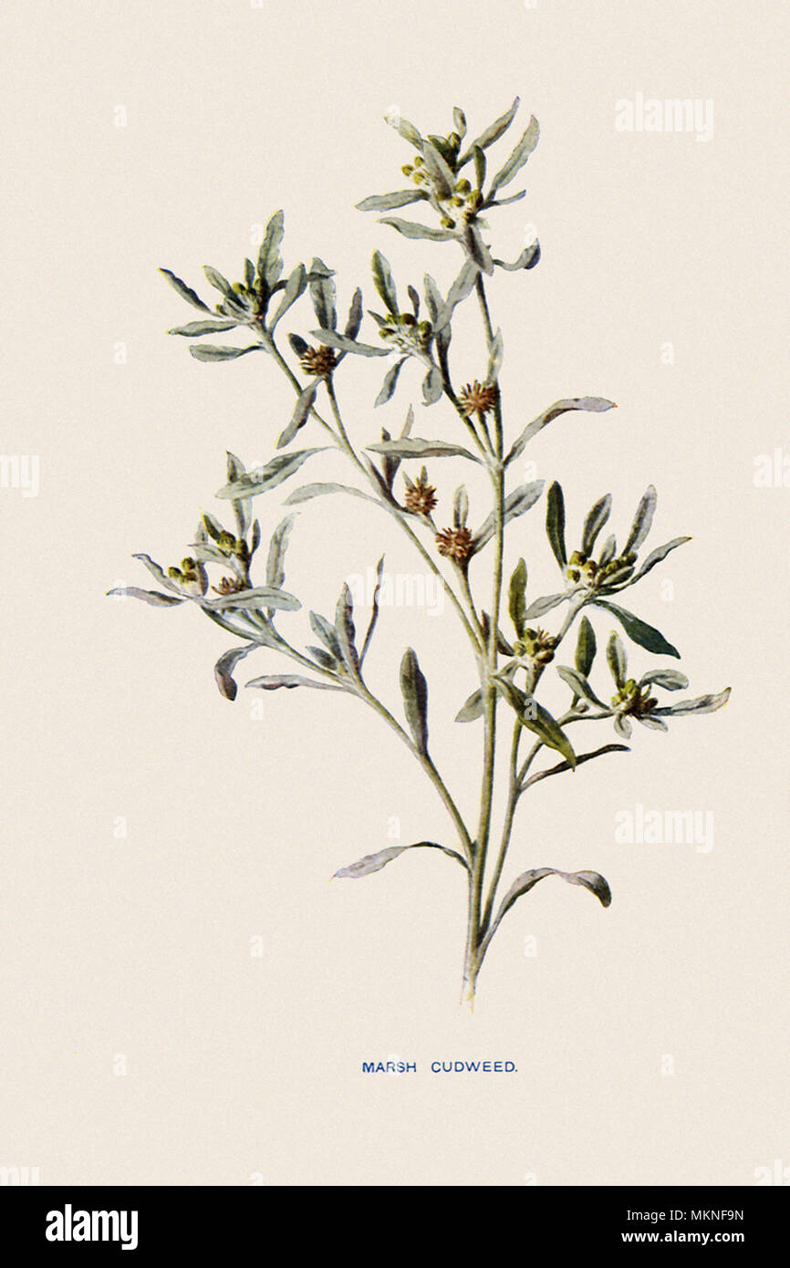 Marsh, Cudweed Gnaphalium uliginosum Foto Stock