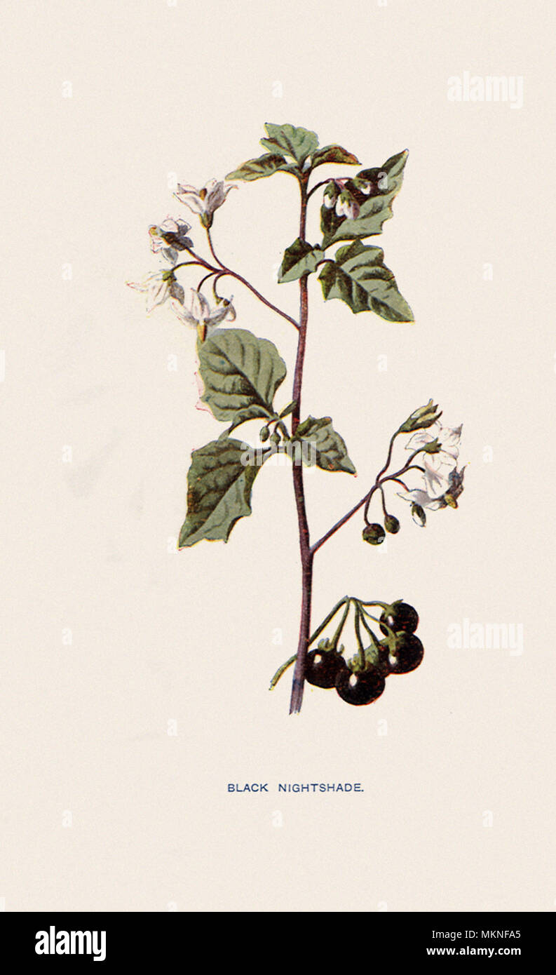 Erba Morella, Solanum nigrum Foto Stock