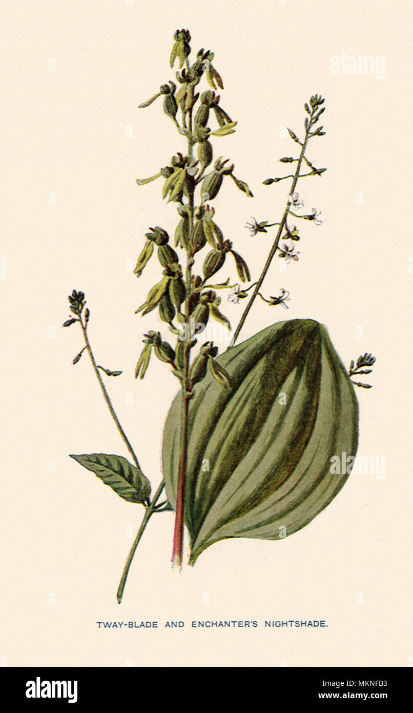 Twayblade e incantatore di Nightshade Foto Stock