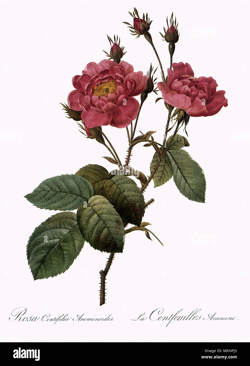 Anemone Hundred-Petalled rosa, rosa centifolia Anemonoides Foto Stock