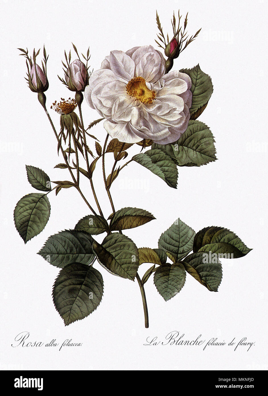 Frondose Rosa Bianca di Fleury, Rosa Alba Foliacea Foto Stock