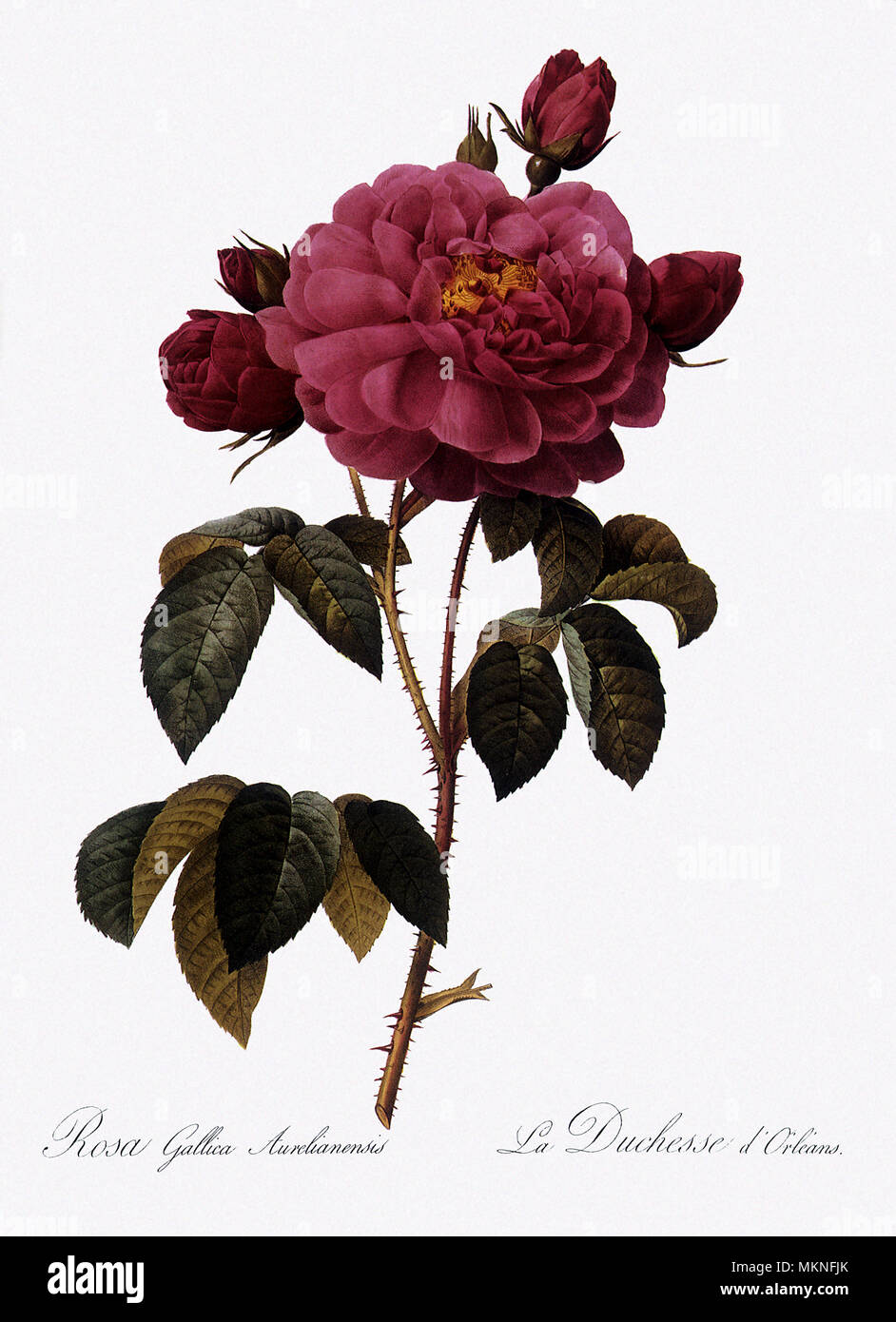 La duchessa di Orleans, rose rosa gallica Aurelianensis Foto Stock