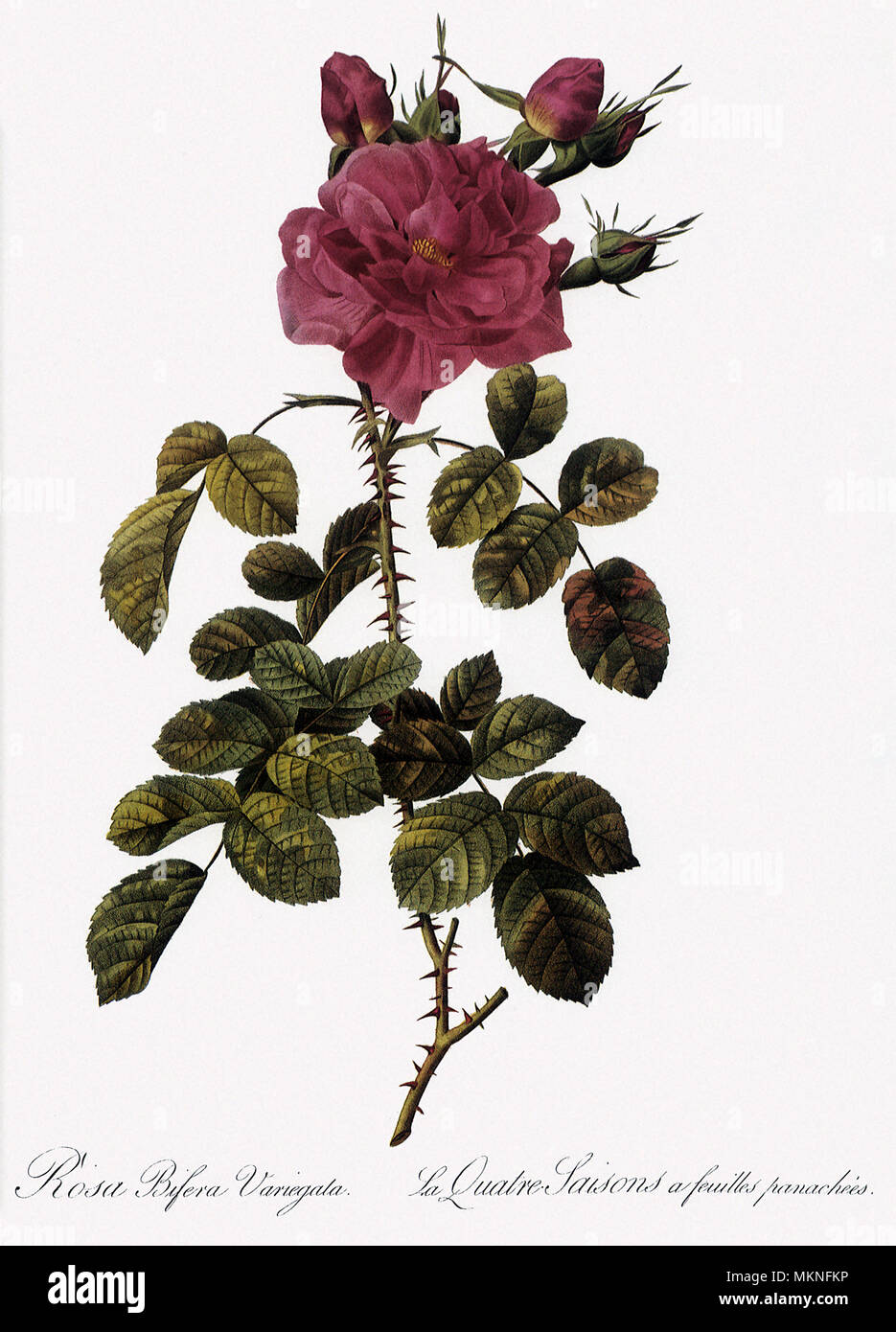 Le variegate Four-Seasons rosa, rosa Bifera Variegata Foto Stock