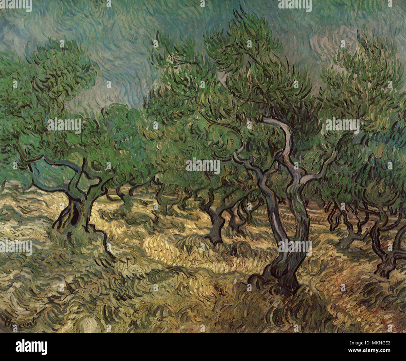 Olive Grove Foto Stock