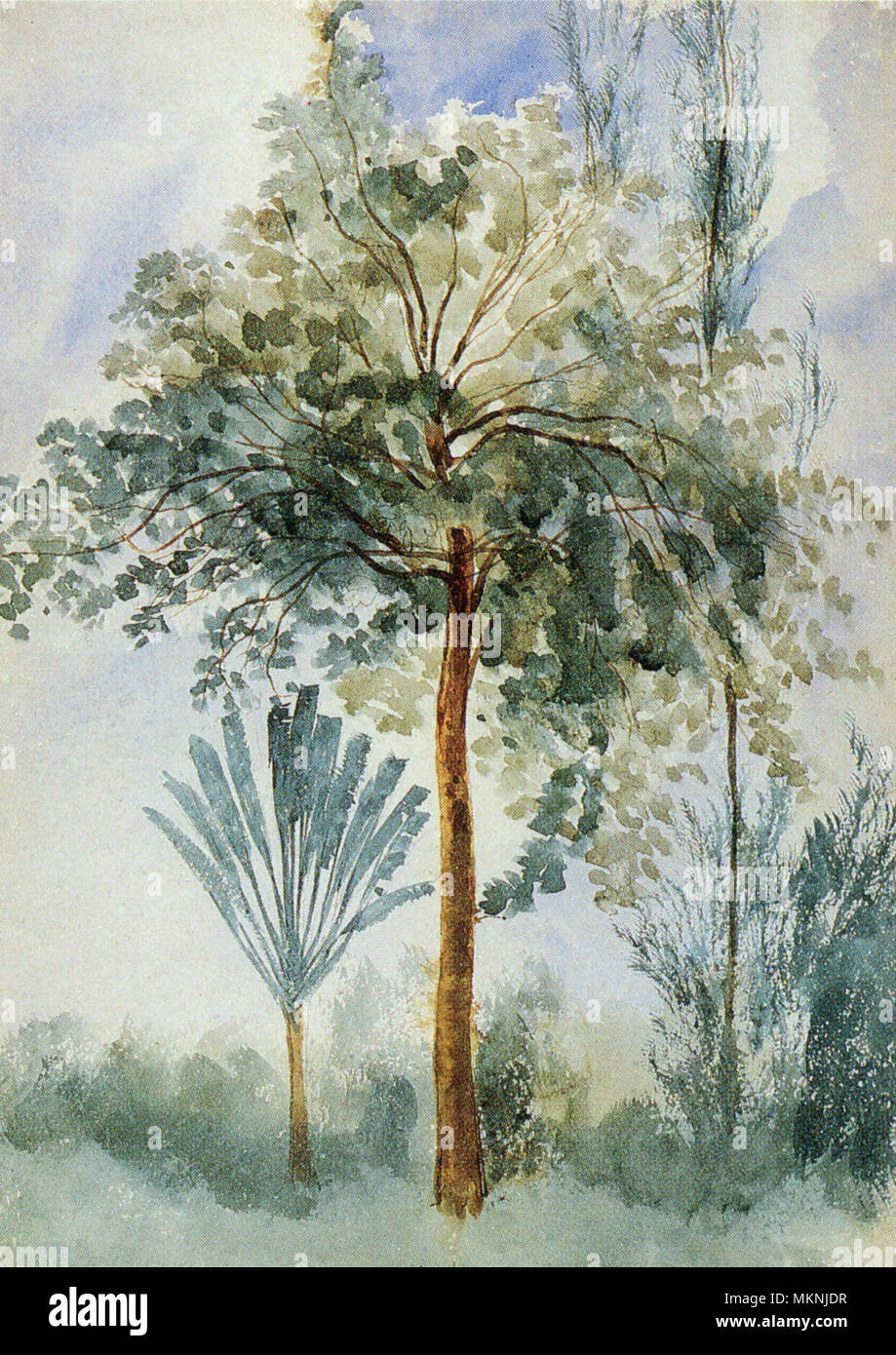 Alberi nativi e una palma da cocco Foto Stock