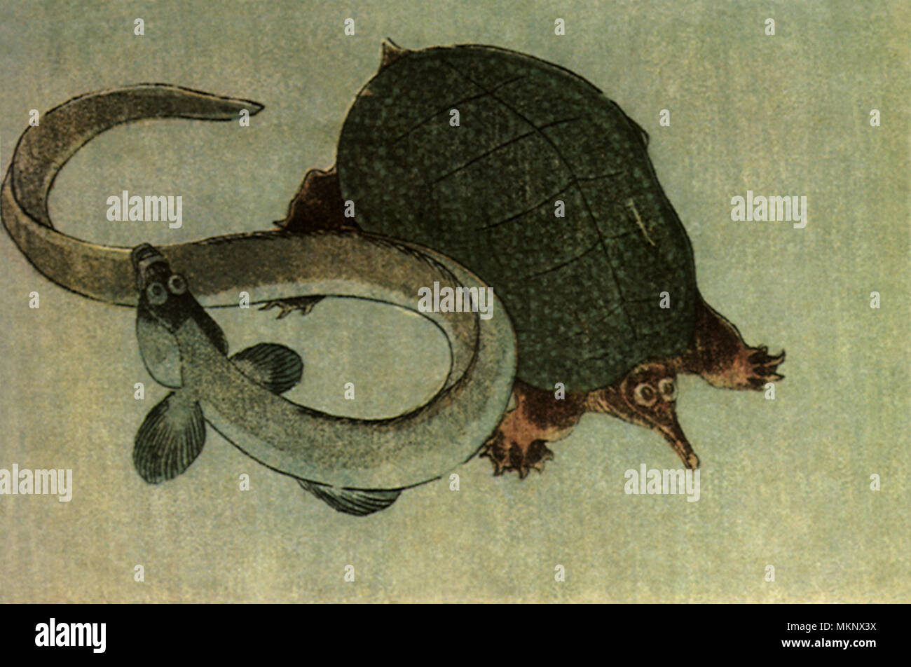 Terrapin e anguilla Foto Stock