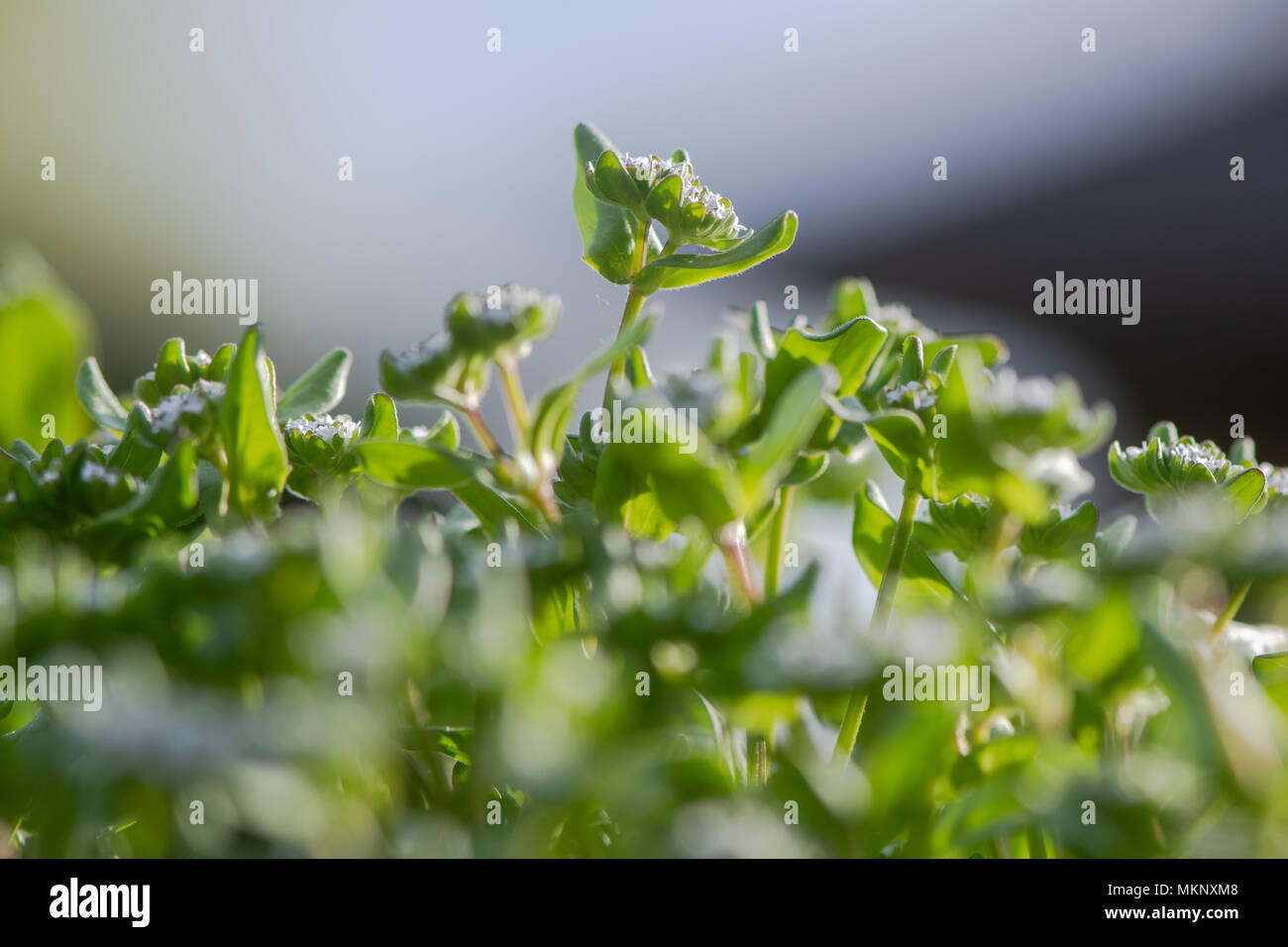 Comune (cornsalad Valerianella locusta) fiori. Bassa pianta crescente nella famiglia Caprifoliaceae, aka la valeriana Foto Stock