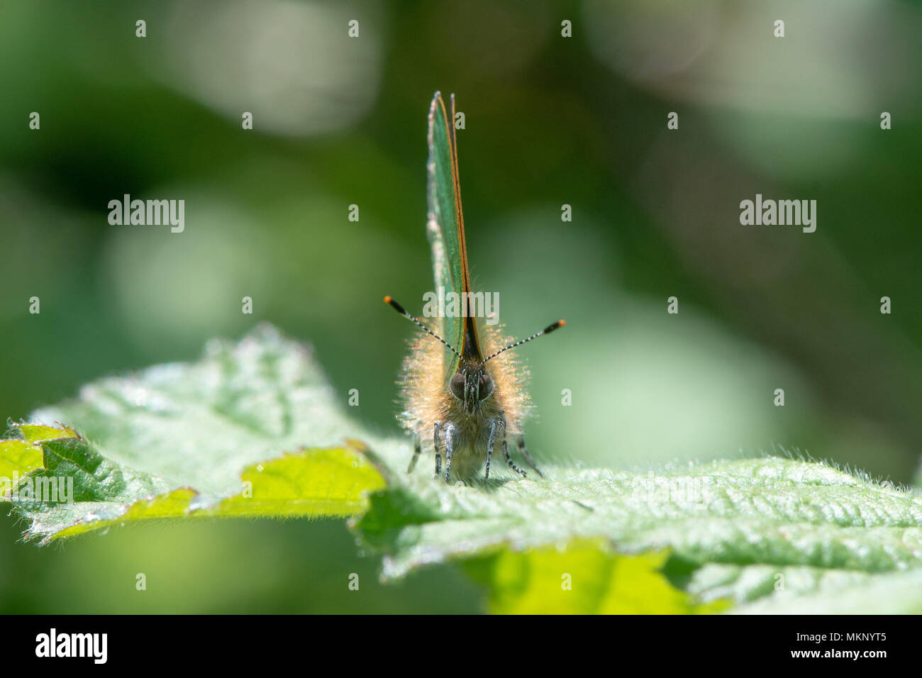 Verde (Hairstreak Callophrys rubi) maschio a testa alta. Butterfly nella famiglia Lycaenidae, a riposo sul rovo con ante chiuse che mostra la parte inferiore verde Foto Stock