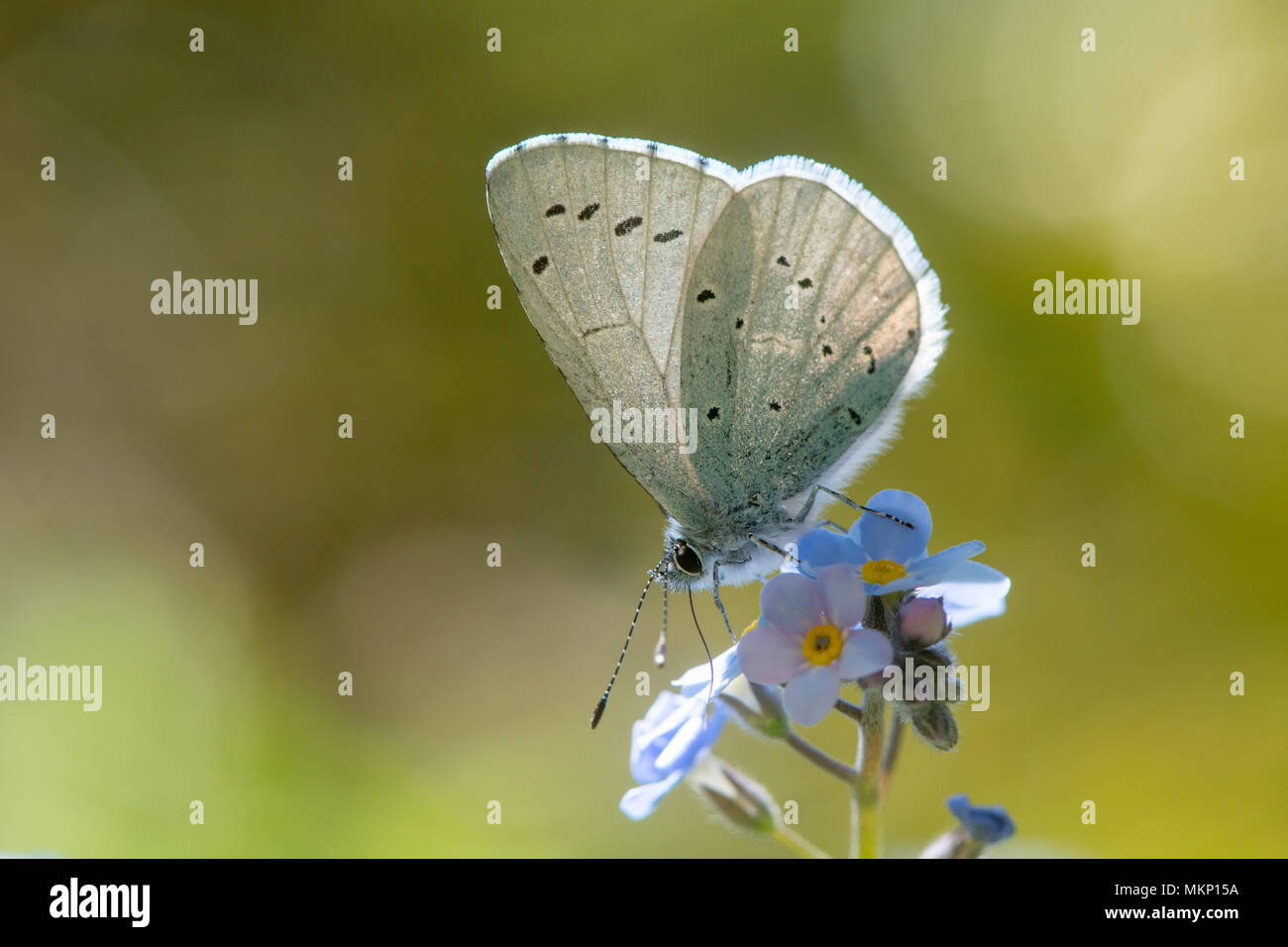 Holly blu (Celastrina argiolus) nectaring su "Non ti scordar di me". Britannico maschio di insetto in famiglia Lycaenidae alimentazione su Myosotis sp., con lato inferiore Foto Stock