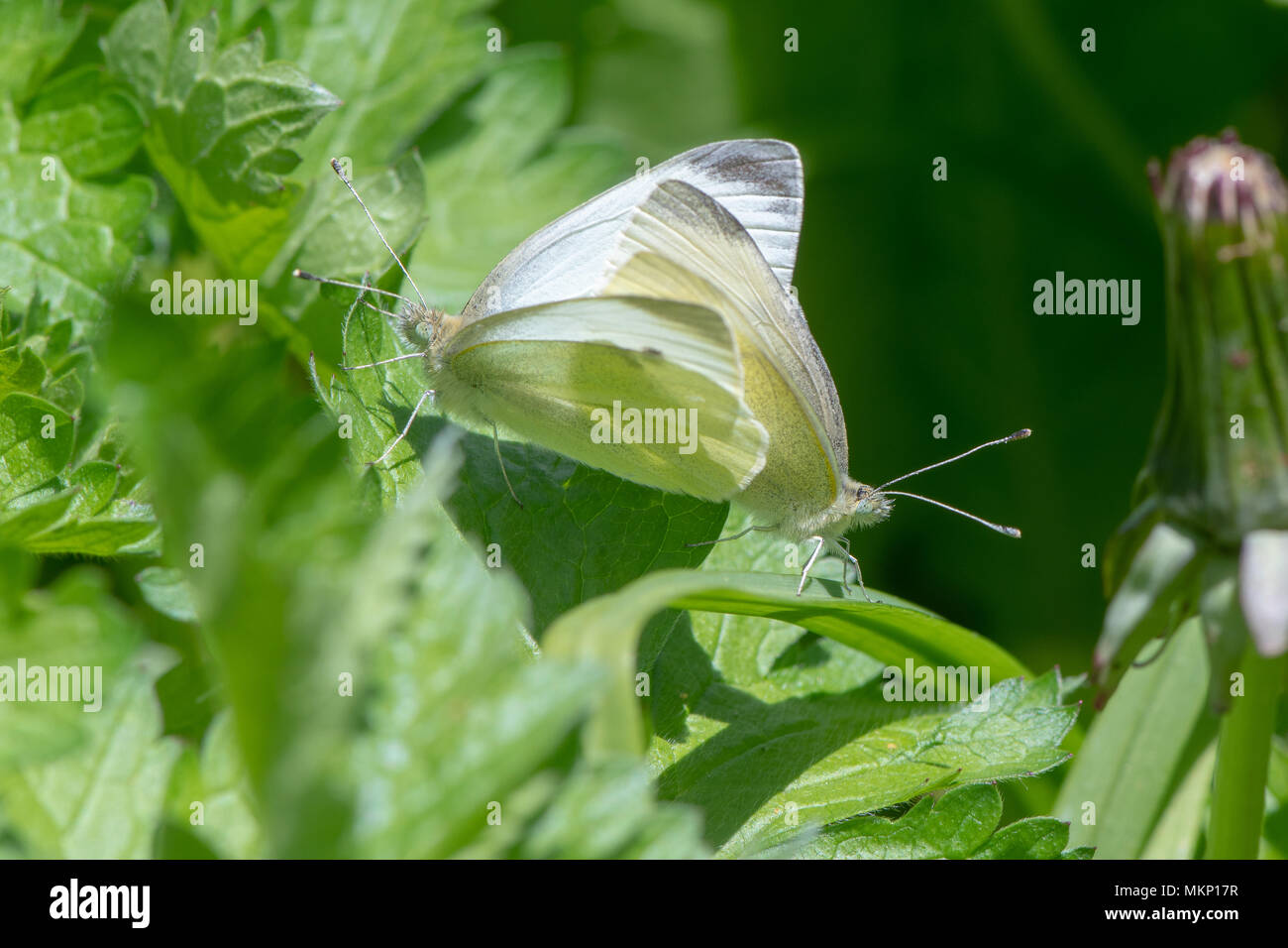 Piccole farfalle bianco (Sarcococca rapae) coniugata. Insetti nella famiglia Pieridae in cop tra bassa vegetazione (molla brood) Foto Stock